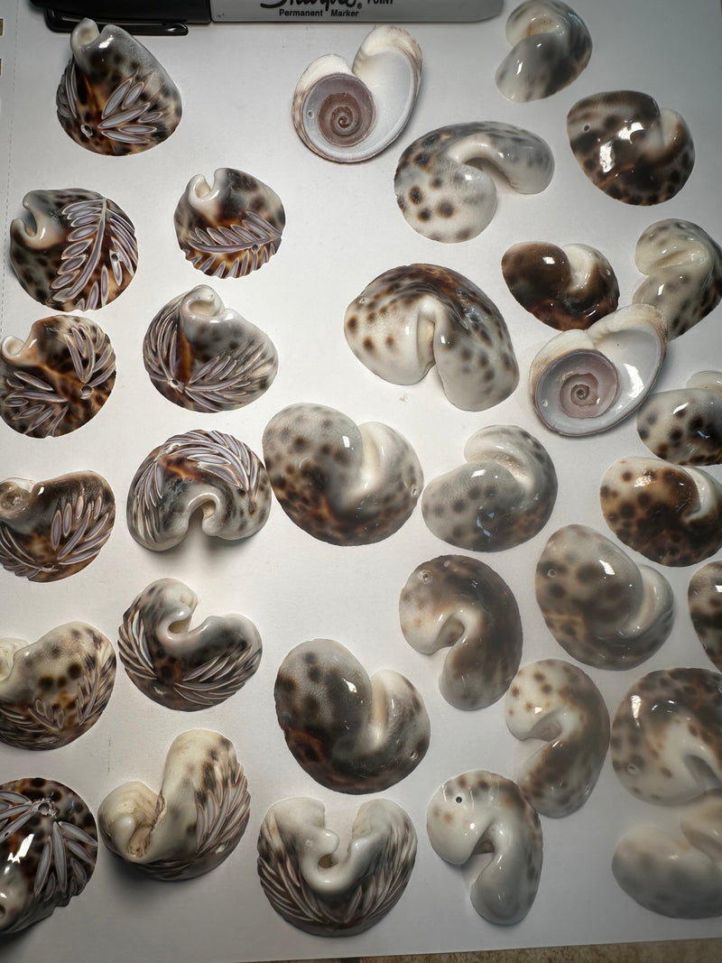 Cowrie Shell (Halfed and drilled)