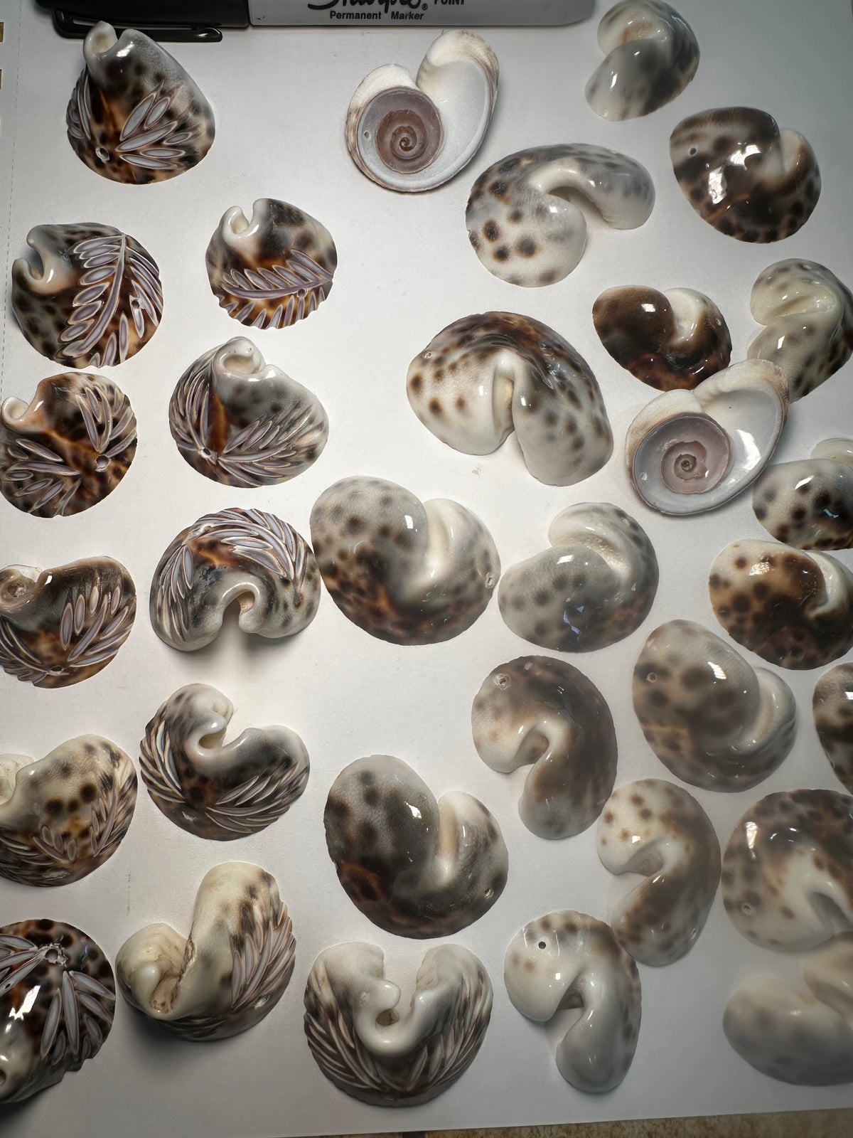 Cowrie Shell (Halfed and drilled) — Lion Punch Forge
