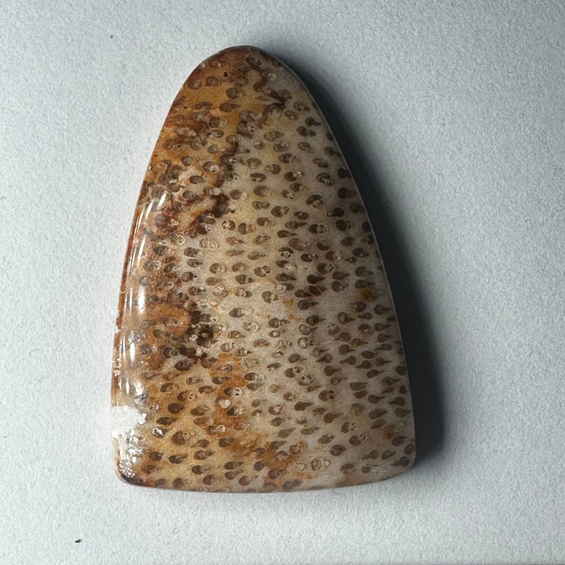 Petrified Palm Wood Cab