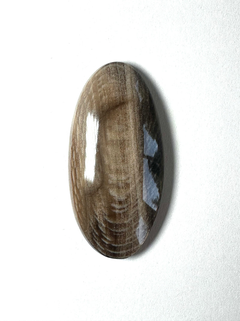 Petrified wood 23x47