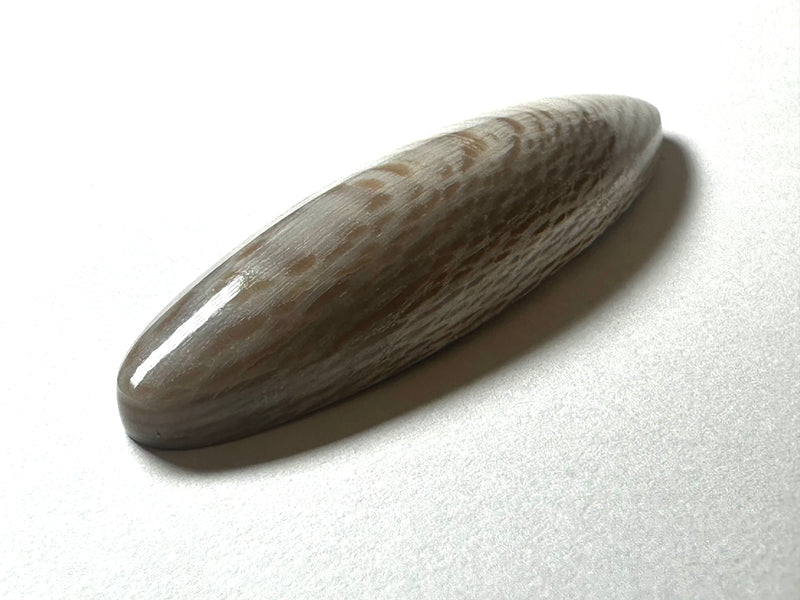 Petrified wood 75x20