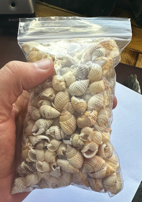 Big Bag of Sea Shells
