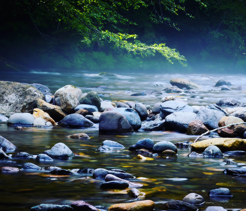 Lion Punch Forge Gift Cards